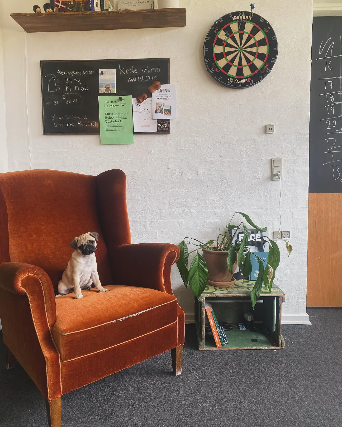 Hyggelig lounge område med hund